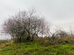-洋湖国家湿地公园