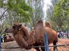 -长白岛森林公园