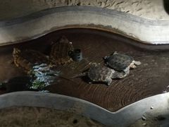 -泉城欧乐堡海洋极地世界