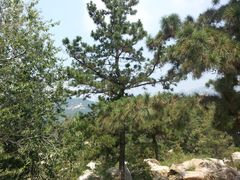 景点-沂蒙山旅游区云蒙景区(蒙山国家森林公园)