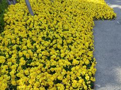 -丹东路渡口(轮渡站)