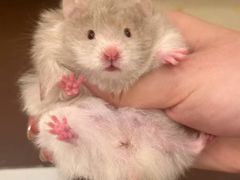 -龙猫仔乐园(惠福东路店)