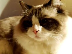 -猫咖时代(中山亭店)