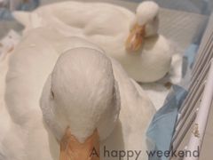 -怪兽屋·羊驼·猫咖·狗咖(俊华广场店)