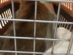 -爱侣宠医·鹦鹉专科·小型哺乳类·异宠专科(灵石路店)