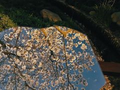 -顾村公园