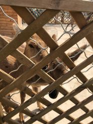 -萌宠亲子动物乐园(槐房万达店)