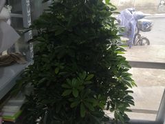-刘胖子家常菜·蹄花焖藕(中南店)