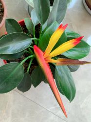 -咪咪比基尼脱毛专业店