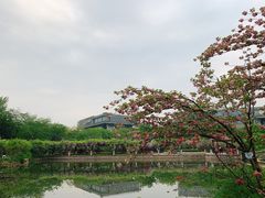 -嘉定紫藤园