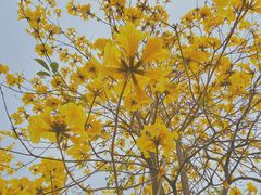 -天适樱花悠乐园