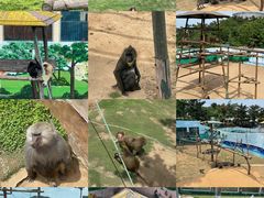 -西霞口神雕山野生动物世界