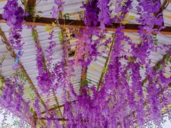 -广东花都香草世界旅游度假区