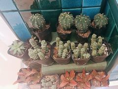 -BOBLOOM花店(宝龙旭辉广场店)
