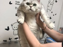 -申普宠物医院·心脏介入·心血管微创(总院)