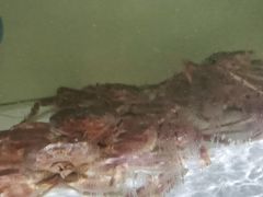-樱之盛宴·蟹料理海鲜自助(前进大街店)