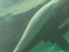 -悉尼海洋生物水族馆