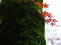 -南山植物园
