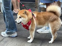 -放心脆皮油条(中房三林城店)