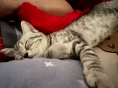 -瑞派福兴宠物医院犬猫全科·骨科·中西医结合(河东店)