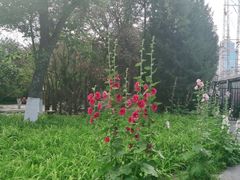 -莲花池公园