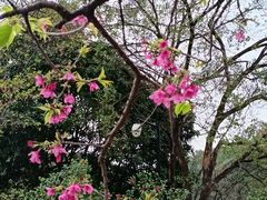 -广州市帽峰山景区