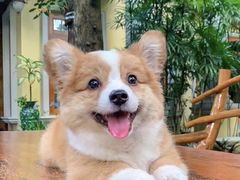 -萌宠之家·腊肠犬·马尔泰·小体犬舍