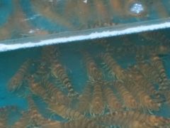 -小铜锣湾海鲜家常菜馆(河西店)
