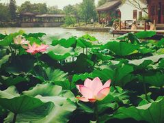 西苑湘湖大院(湘湖大院茶馆)-湘湖大院(越王路店)