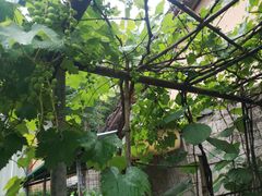 -柞水乾佑红门家菜