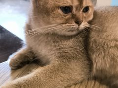 -楼上猫咖(罗湖店)