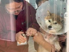 -瑞派·关忠动物医院·猫专科·犬专科(三环新城店)