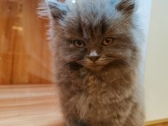 -钦宠·猫咪售卖·洗护·寄养(东圃旗舰店)