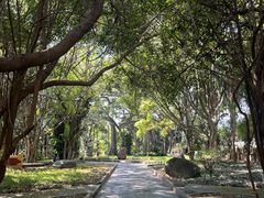 -瑞丽独树成林风景区