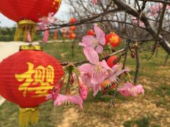 -天适樱花悠乐园