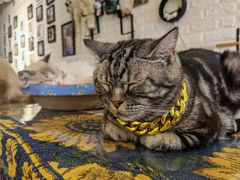 -平行世界·猫咖(首经贸店)