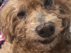 -利又安动物医院··老年病·猫科犬科·中兽医