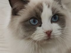 -猫和宫(六道口店)