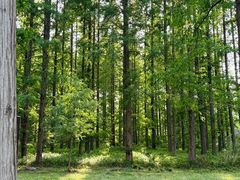 -黄海国家森林公园