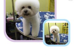 -爱宠屋pet shop·宠物洗澡·宠物美容