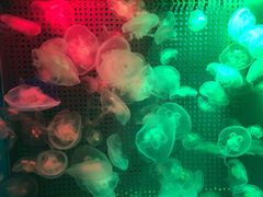 -洛阳龙门海洋馆