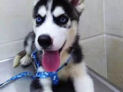 -仁华宠物医院(青羊店)