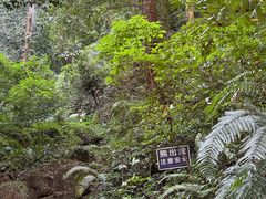 -莫里热带雨林景区