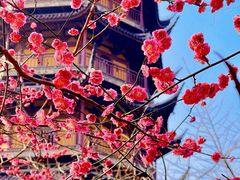 -红梅公园