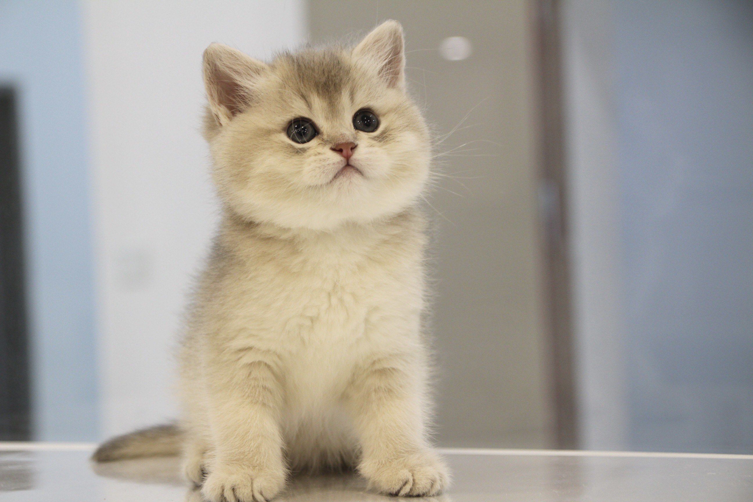 英短蓝金渐层宝宝一枚