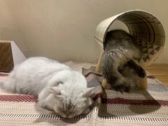 -猫友咖啡店(玉林西路店)