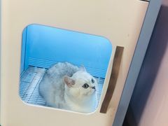 -十年猫舍·猫咪专门店(普陀店)