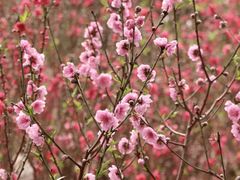-桃花涧