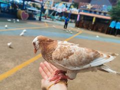 -烟台海昌鲸鲨海洋公园