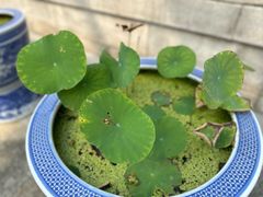 -重元寺香积厨素斋馆